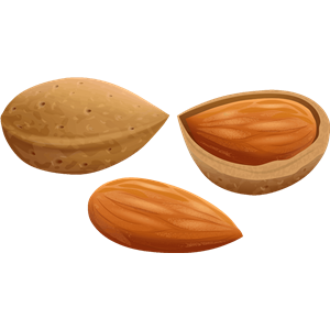 Almond PNG-50635